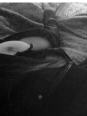 Photo #1